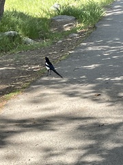 Pica nuttalli