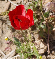 Papaver umbonatum