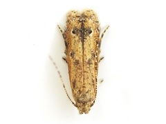Parametriotinae
