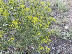 Haplophyllum perforatum