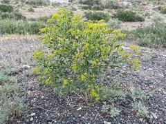 Haplophyllum perforatum
