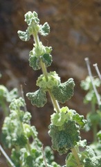 Pseudodictamnus undulatus