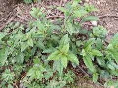 Mentha × rotundifolia