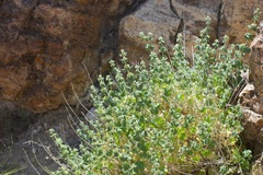 Pseudodictamnus undulatus