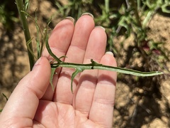 Malacothrix saxatilis tenuifolia