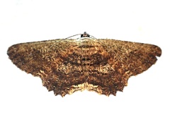 Ruttellerona pseudocessaria