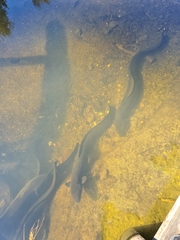 Anguilla dieffenbachii