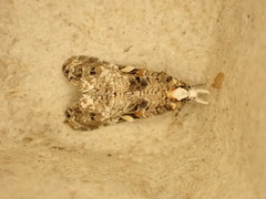Phtheochroa rugosana