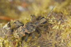 Rhagium mordax
