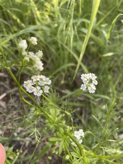 Bifora