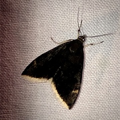 Pyrausta niveicilialis