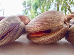 Megapitaria aurantiaca