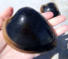 Megapitaria squalida