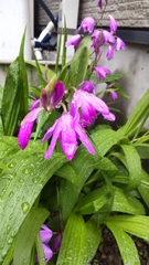 Bletilla striata