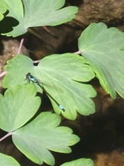 Ischnura damula