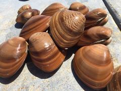 Megapitaria squalida