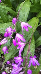 Bletilla striata