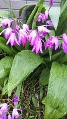 Bletilla striata