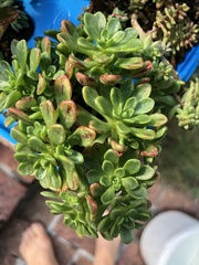 Aeonium sedifolium