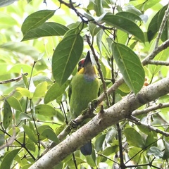 Psilopogon chrysopogon