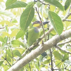 Psilopogon chrysopogon