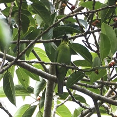 Chloropsis cyanopogon