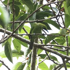 Chloropsis cyanopogon