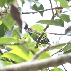 Psilopogon duvaucelii