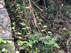 Pericampylus glaucus