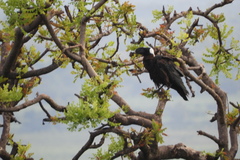 Corvus crassirostris