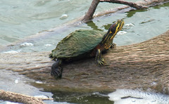 Trachemys scripta troostii