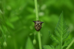 Alcimocoris japonensis