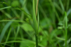 Pinellia pedatisecta