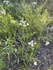 Bifora