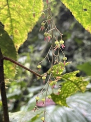 Gobenia
