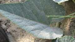 Cucurbita foetidissima