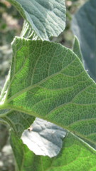 Cucurbita foetidissima