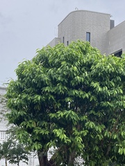 Sterculia monosperma
