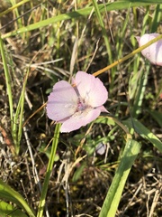 Calochortus umbellatus