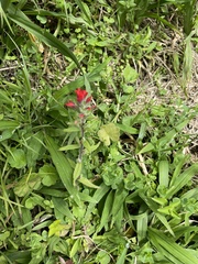 Castilleja fissifolia