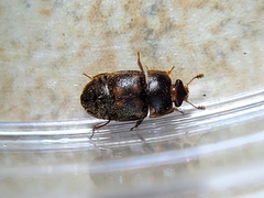 Colopterus maculatus