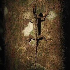 Draco blanfordii