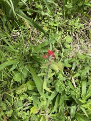 Castilleja fissifolia