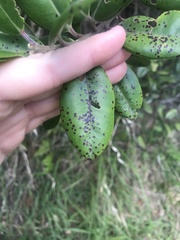 Blastacervulus metrosideri