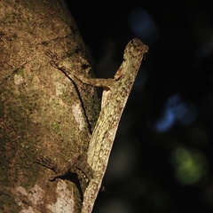 Draco blanfordii