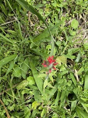 Castilleja fissifolia