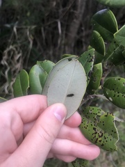 Blastacervulus metrosideri