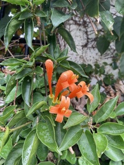 Pyrostegia