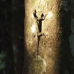 Draco blanfordii