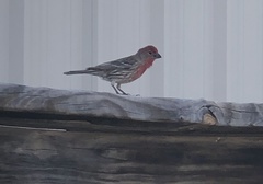 Haemorhous mexicanus